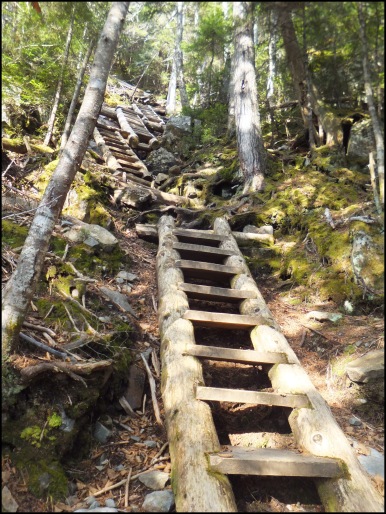 Ladders on Willey Range Trail